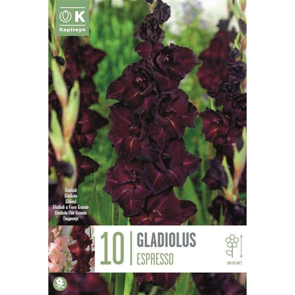 GLADIOLUS ESPRESSO x10, 12-14
