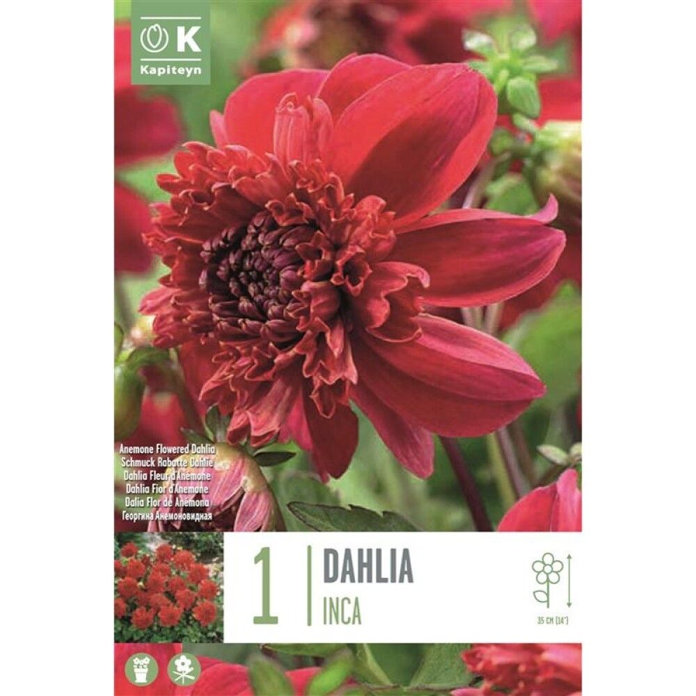 Kevätkukkasipuli Kapiteyn Dahlia Inca 1 kpl