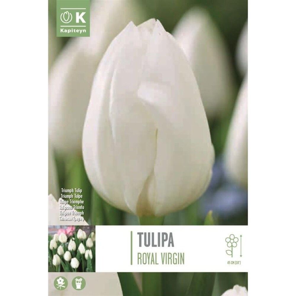 Syyskukkasipuli Tulppaani Royal Virgin 10 kpl