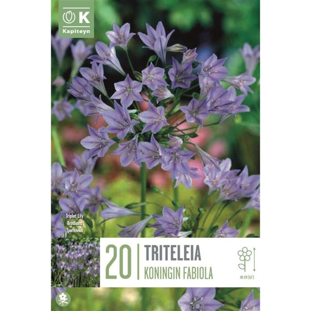 Kevätkukkasipuli Kapiteyn Triteleia Fabiola 20 kpl