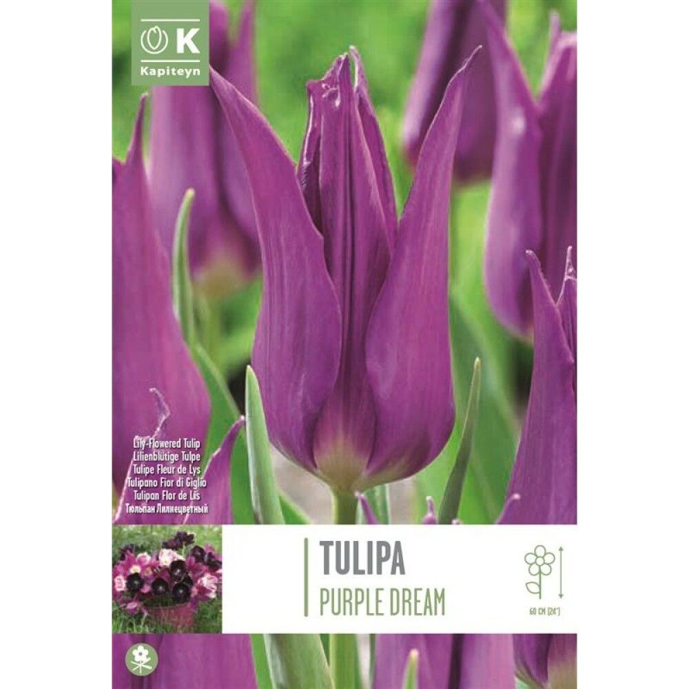 Syyskukkasipuli Tulppaani Purple Dream 8 kpl