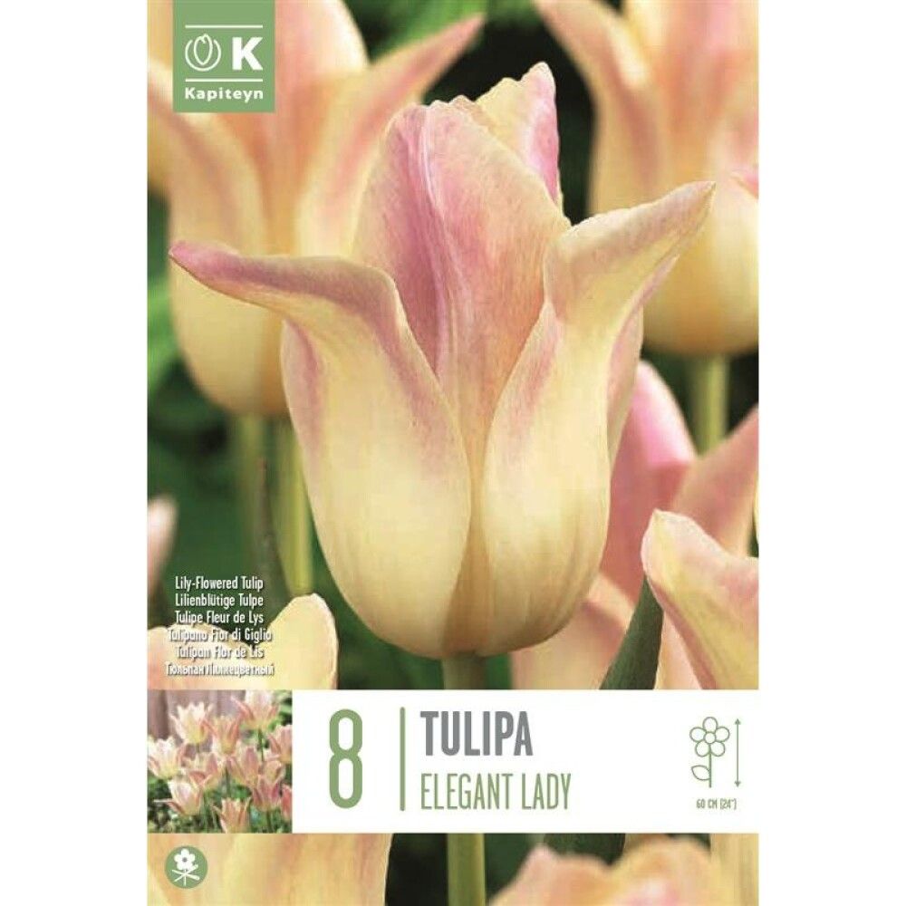Syyskukkasipuli Tulppaani Elegant Lady 8 kpl