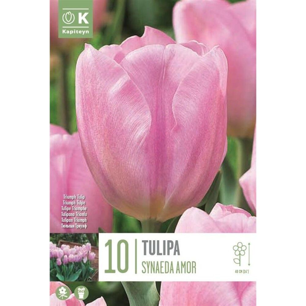 Syyskukkasipuli Tulppaani Synaeda Amor 10 kpl
