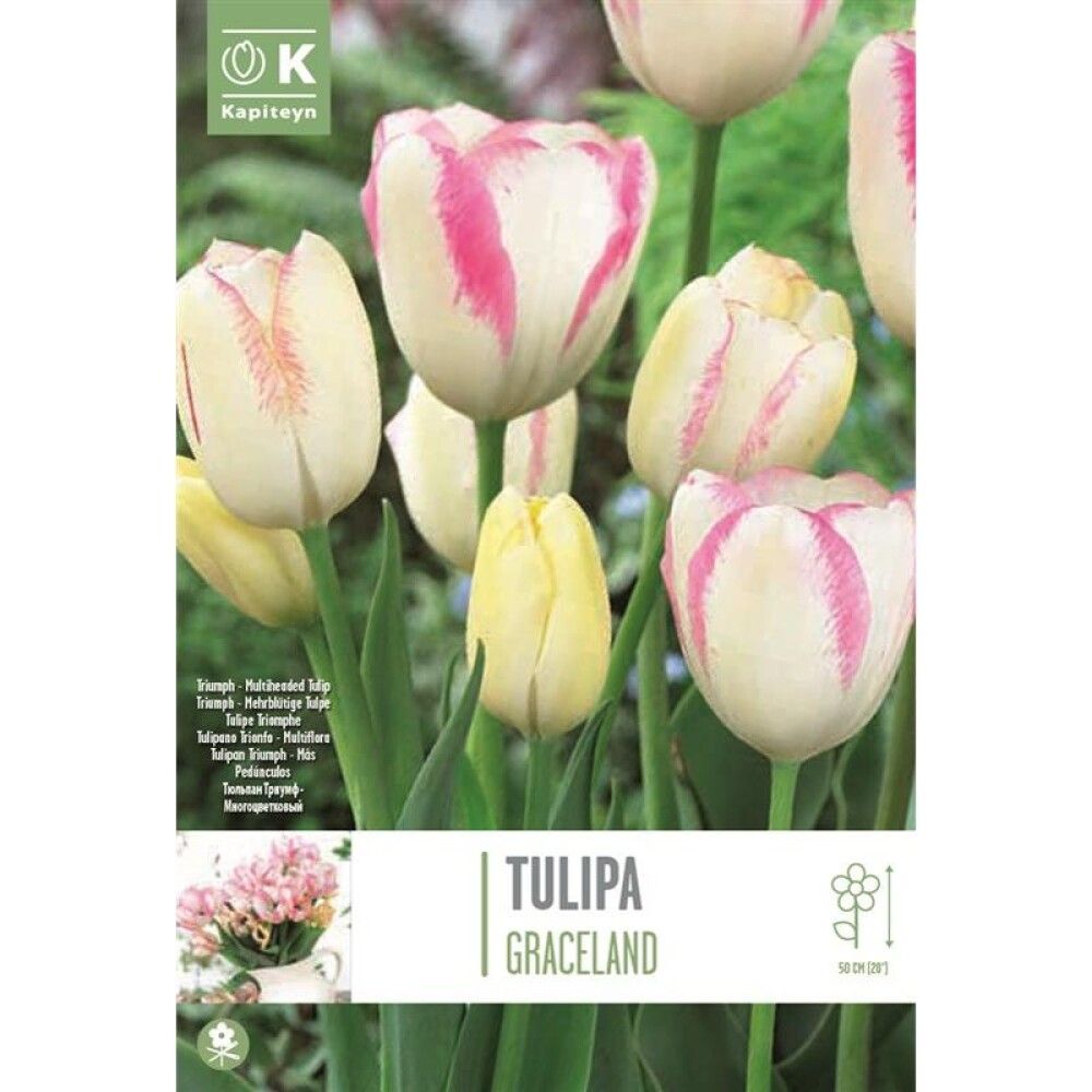 Syyskukkasipuli Tulppaani Graceland 8 kpl