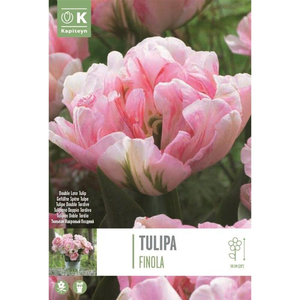 Syyskukkasipuli Tulppaani Double Finola 8 kpl