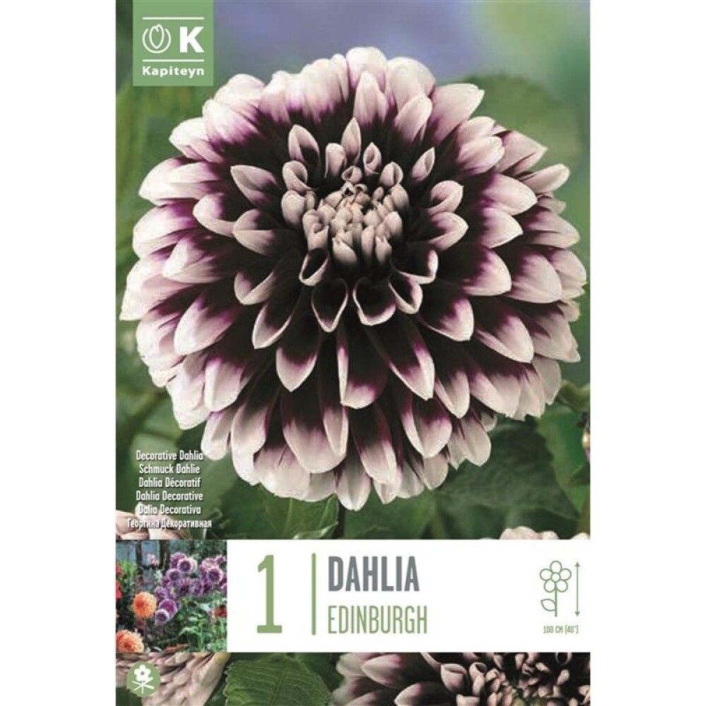 Kevätkukkasipuli Kapiteyn Dahlia Edinburgh 1 kpl