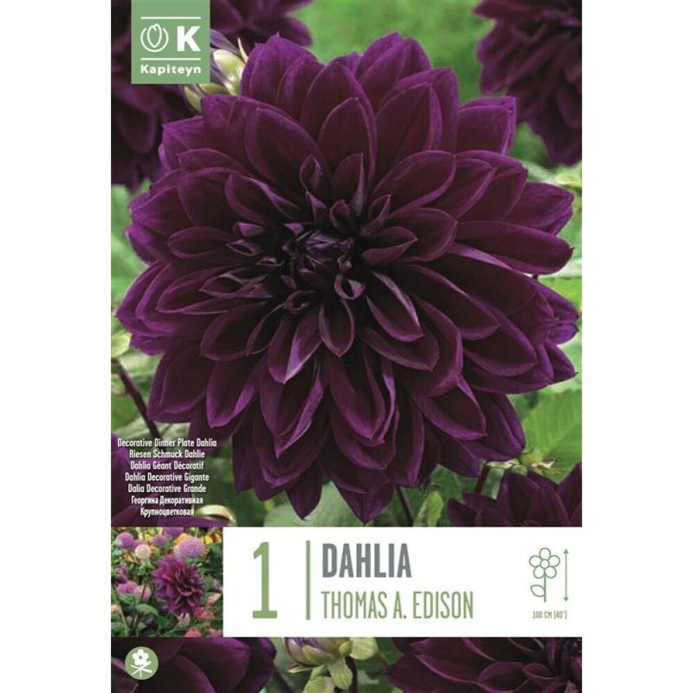 Syyskukkasipuli Kapiteyn Dahlia Thomas Edison 1 kpl