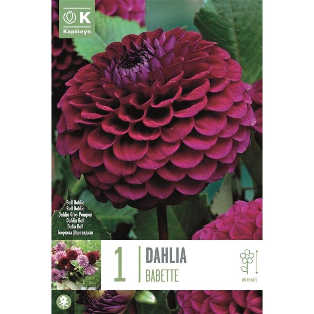 Kevätkukkasipuli Kapiteyn Dahlia Babette 1 kpl