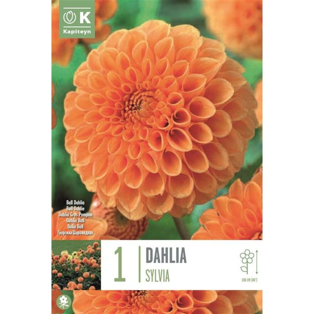 Syyskukkasipuli Kapiteyn Dahlia Sylvia 1 kpl