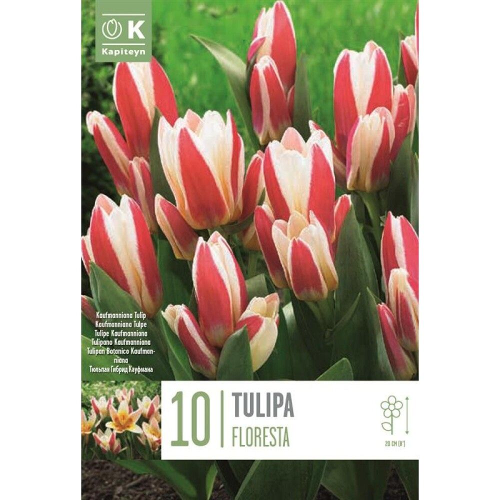 Syyskukkasipuli Tulppaani Floresta 10 kpl