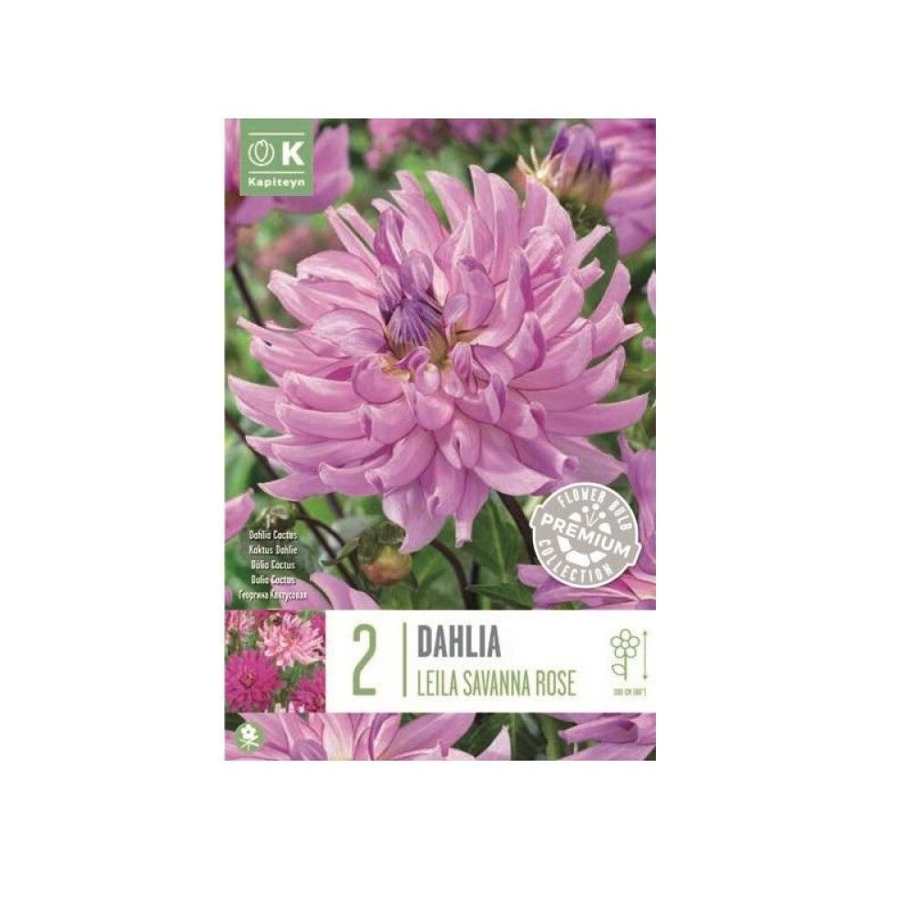 Kevätkukkasipuli Kaktusdaalia Leila Savanna Rose 2 kpl