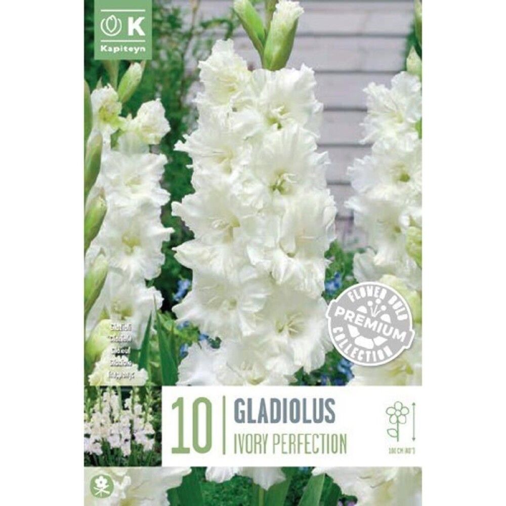 Kevätkukkasipuli Miekkalilja Gladiolus Ruffled Dmitri Solynksi 10 kpl