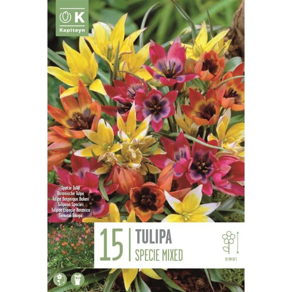 Syyskukkasipuli Tulppaani Specie Mix 15 kpl