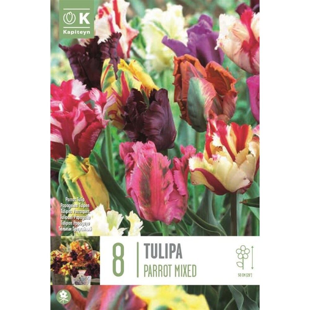 Syyskukkasipuli Tulppaani Parrot Mix 8 kpl