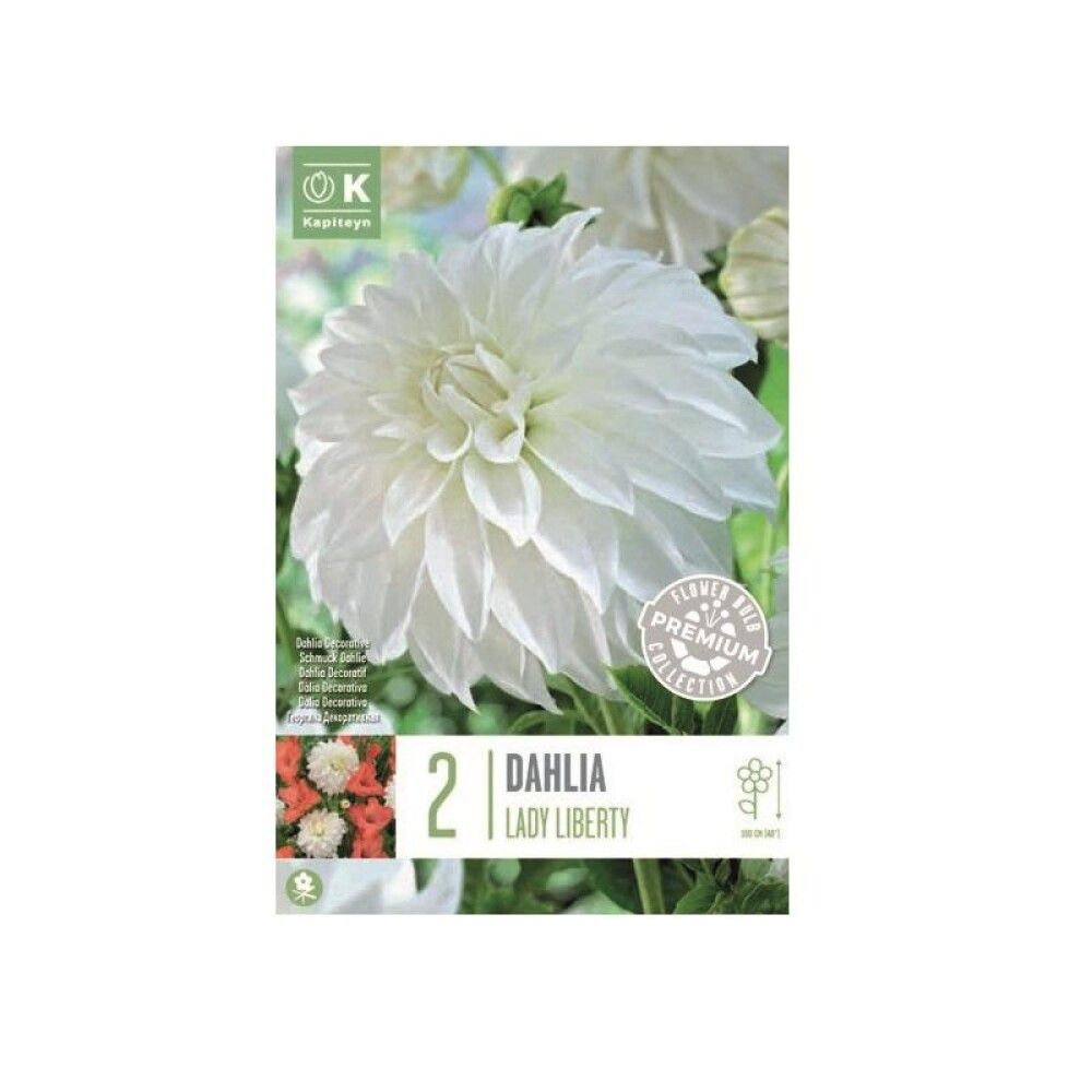 Kevätkukkasipuli Dahlia Decorative Lady Liberty 2 kpl