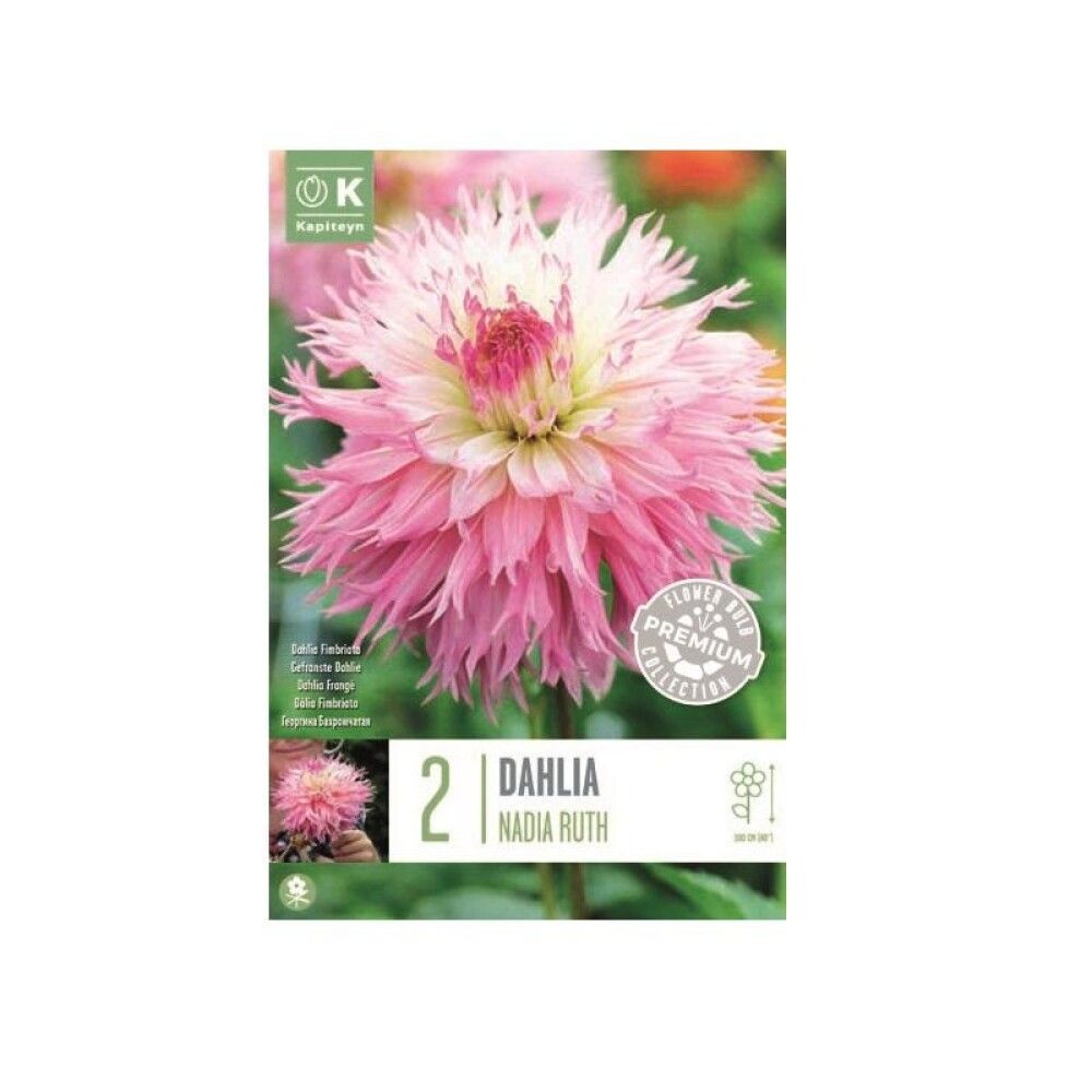 Kevätkukkasipuli Fimbriata Nadia Ruth 2 kpl