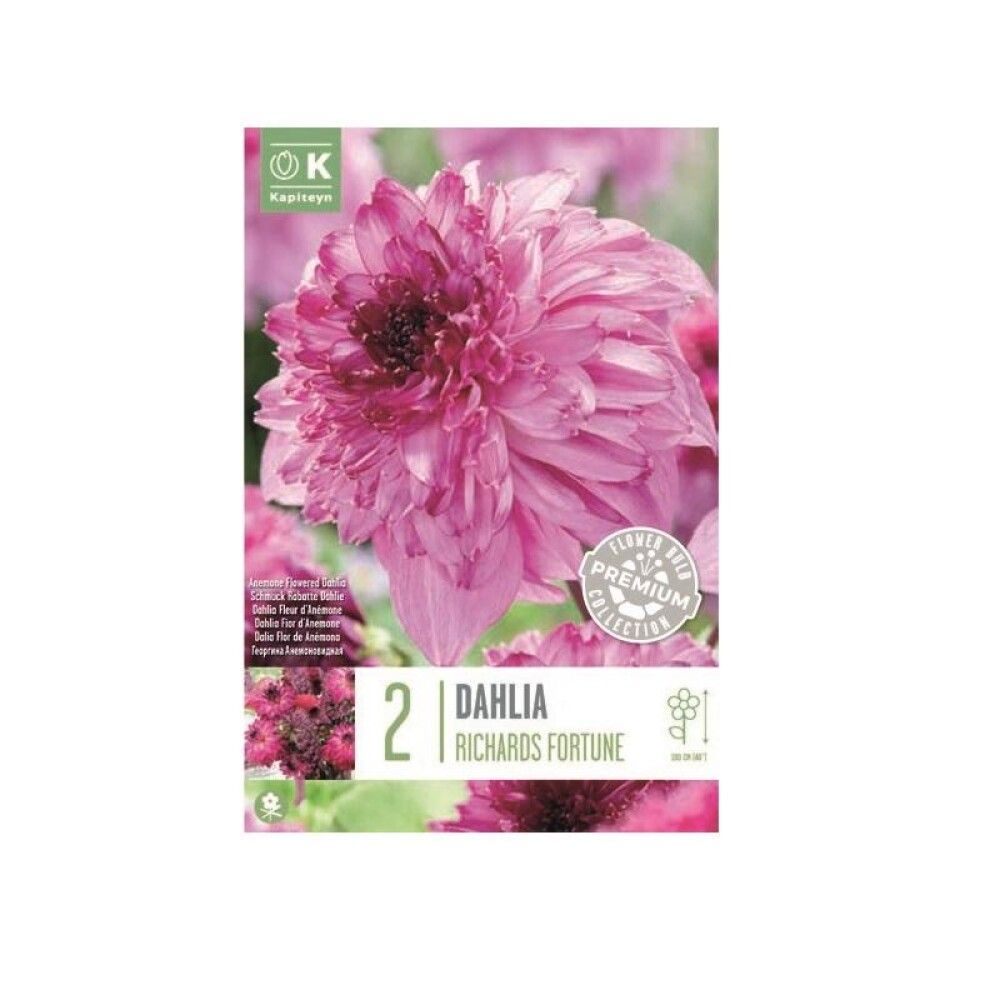 Kevätkukkasipuli Dahlia Anemone Flowering Richard Fortune 2 kpl