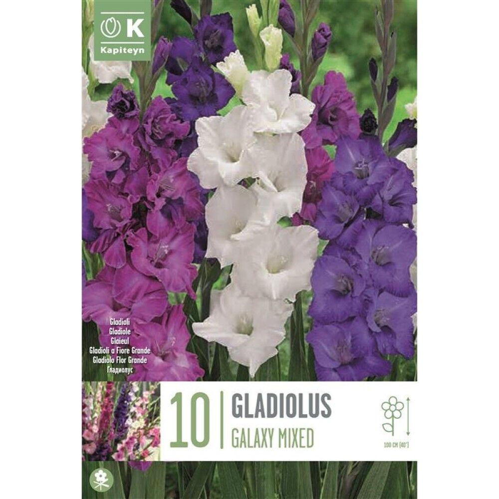 Kevätkukkasipuli Kapiteyn Miekkalilja Gladiolus Galaxy Mix 10 kpl