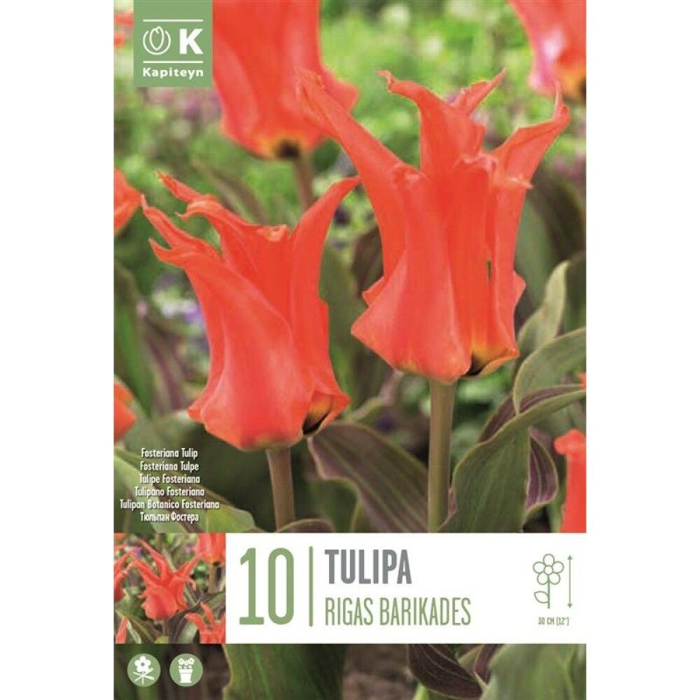 Syyskukkasipuli Tulppaani Rigas Parigadas 10 kpl