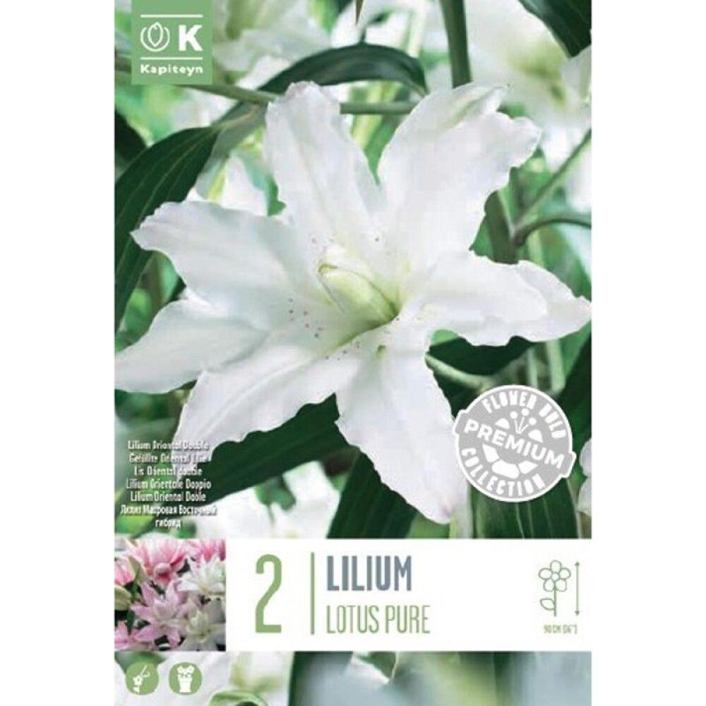 Kevätkukkasipuli Idänlilja Lilium Oriental Double Lotus White 2 kpl