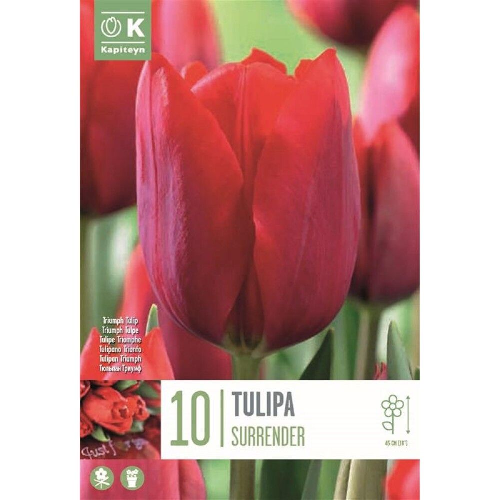 Syyskukkasipuli Kapiteyn Tulppaani Surrender 10 kpl