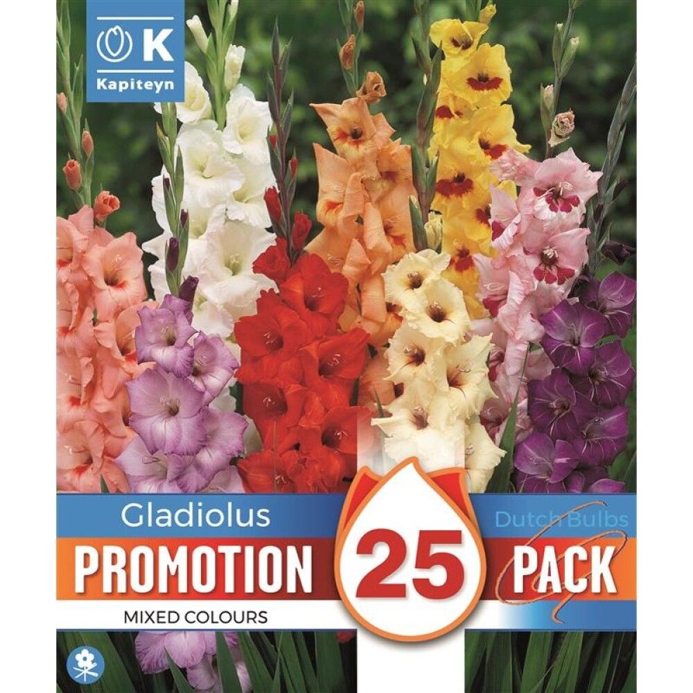 Kevätkukkasipuli Gladiolus Mix 25 kpl