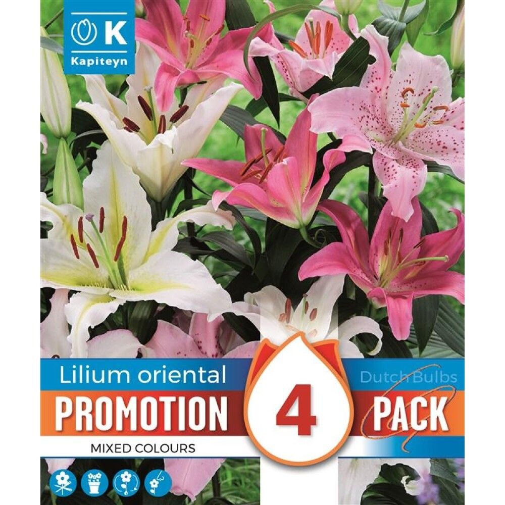 Kevätkukkasipuli Promotion Lilium Oriental Mix 4 kpl