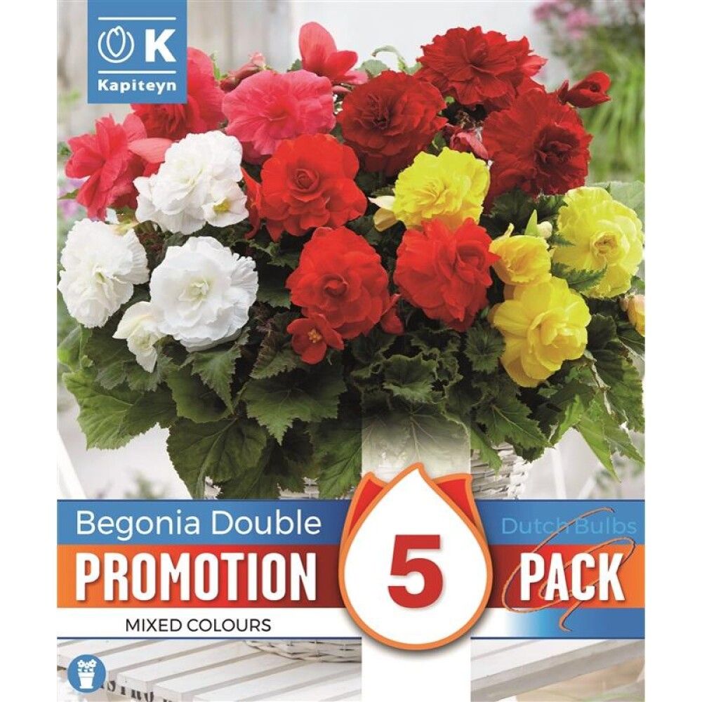 Kevätkukkasipuli Promotion Begonia Double 5 kpl