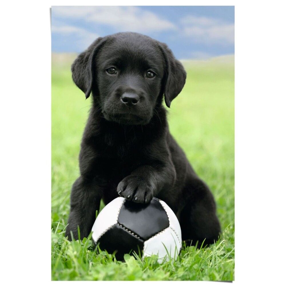 Juliste Reinders 059 61 x 91,5 cm