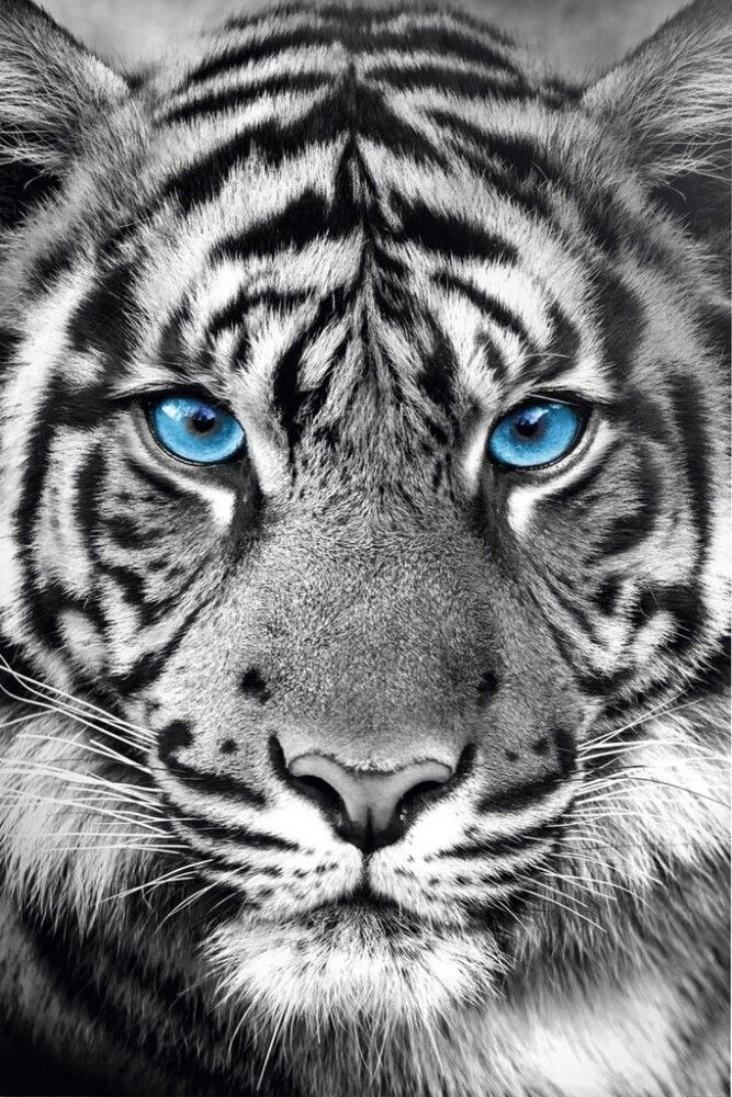 Juliste Reinders 072 61 x 91,5 cm