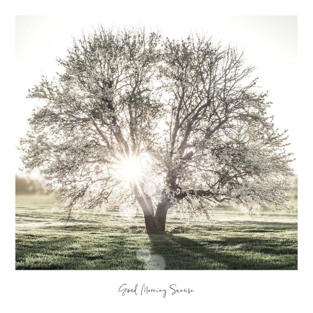 Sisustustaulu Reinders Slimframe Sunbeam Tree 50 x 50 cm