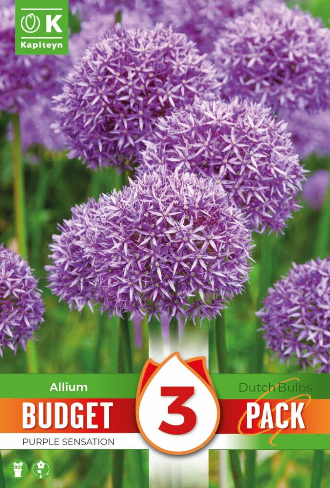 Syyskukkasipuli Kapiteyn Laukka Purple Sensation 3 kpl