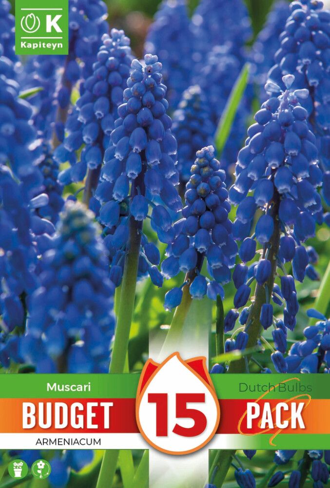 Syyskukkasipuli Kapiteyn Helmililja Armeniacum 15 kpl