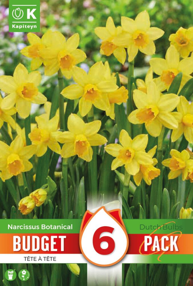 Syyskukkasipuli Kapiteyn Narsissi Tete a Tete 6 kpl