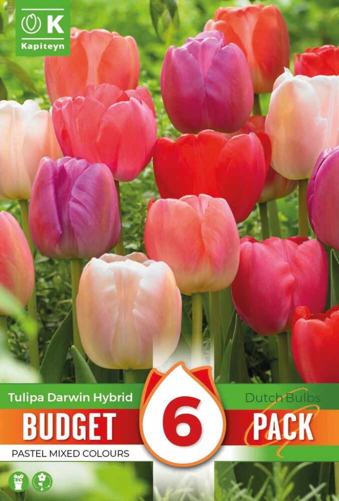 Syyskukkasipuli Kapiteyn Tulppaani Darwin Hybrid Mix 6 kpl