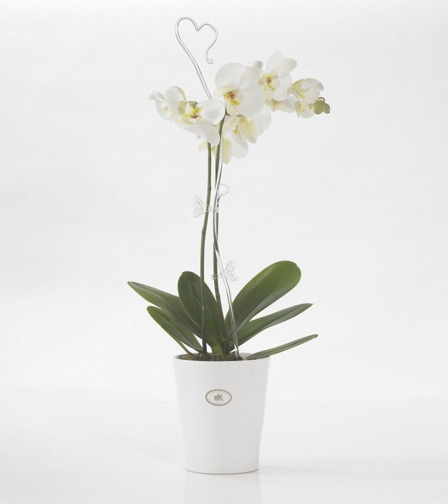 Orkidearuukku Merina Pretty mattavalkoinen Ø14 x 15 cm