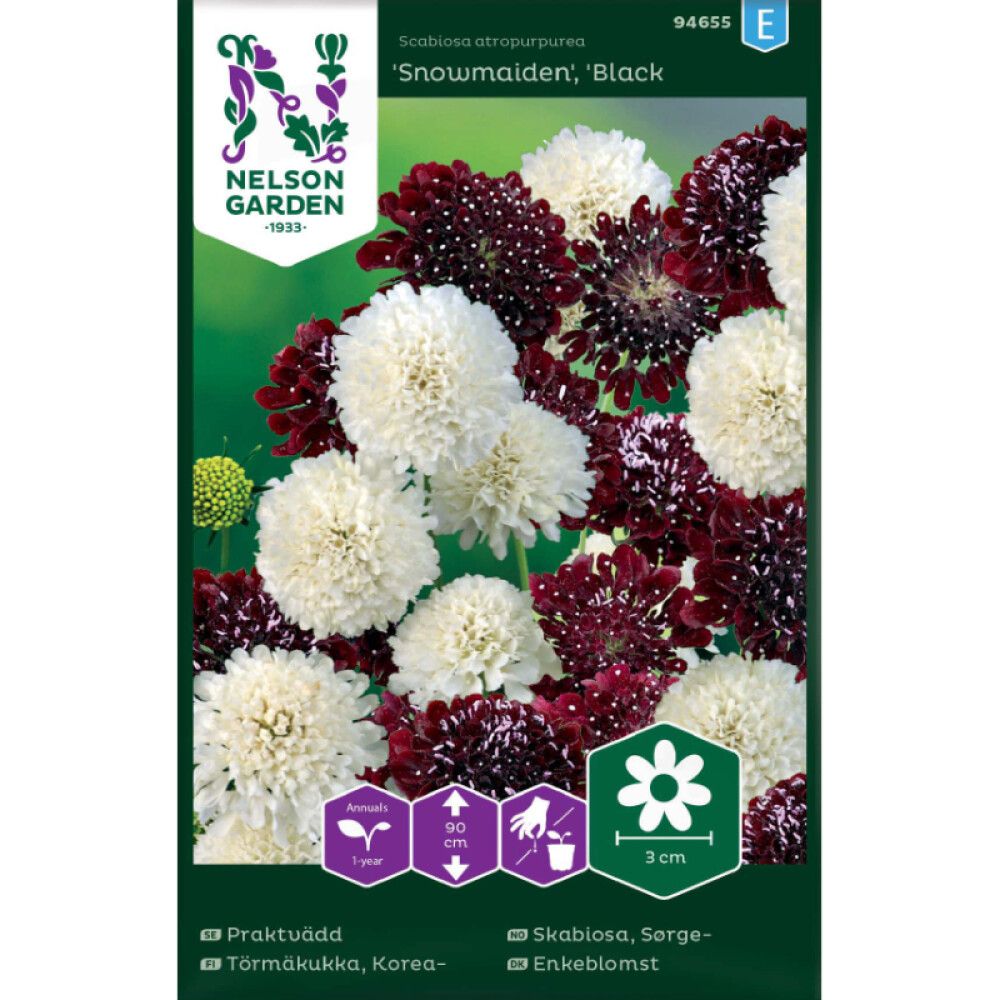 Koreatörmäkukka Nelson Garden Snowmaiden Black Knight