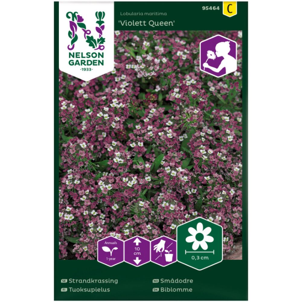 Tuoksupielus Nelson Garden Violett Queen