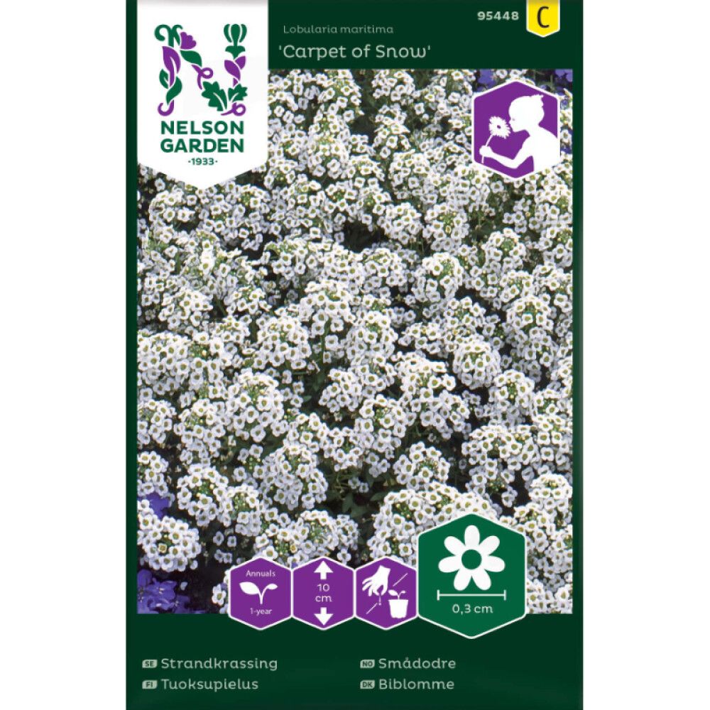 Tuoksupielus Nelson Garden Carpet of Snow