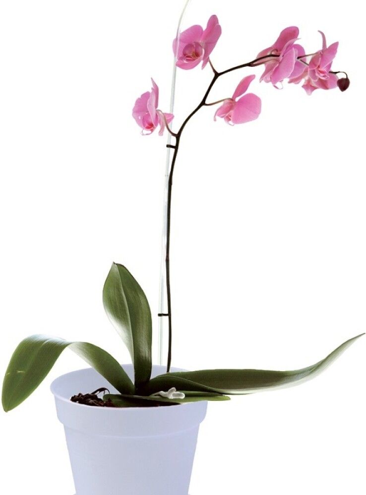 Orkidearuukku Elho Green Basics Huurre 13 cm