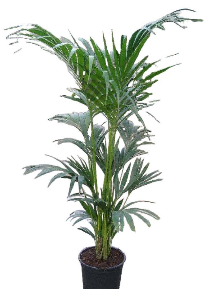 Kentiapalmu Howea Forsteriana P27