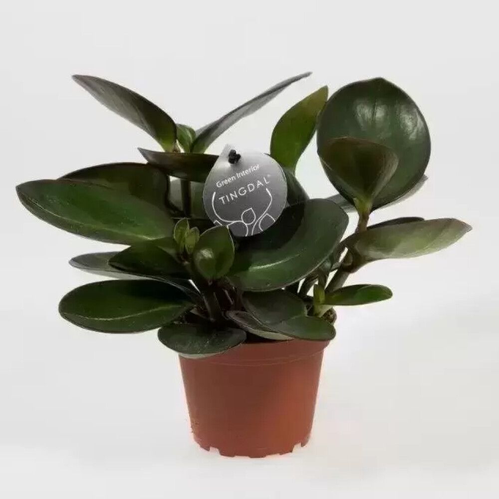 Muorinkukka Mix Peperomia P11 lajitelma