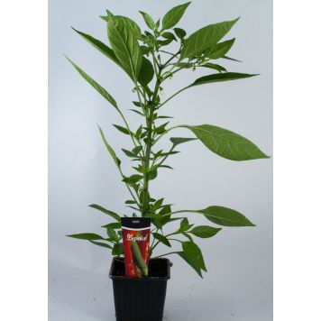 Chili Kotimainen Ø 9 cm