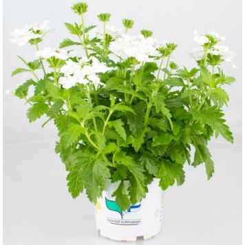 Rautayrtti Kotimainen Ø 12 cm