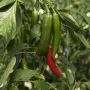 Chili Kotimainen Ø 9 cm