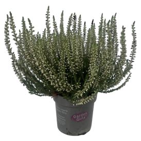 Kanerva Garden Girls Calluna Vulgaris P11