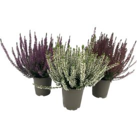 Kanerva Garden Girls Calluna Vulgaris P11