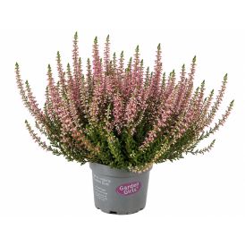 Kanerva Garden Girls Calluna Vulgaris P11