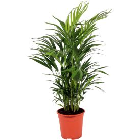 Kultapalmu Dypsis Lutescens P24