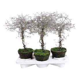 Kummituspuu Corokia cotoneaster Ø 18 cm